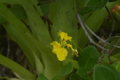 Stigmaphyllon ciliatum