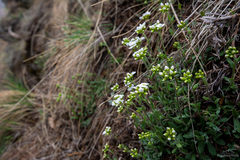 Schivereckia podolica