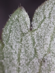 Peronospora ranunculi