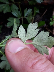 Peronospora ranunculi