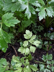 Peronospora ranunculi