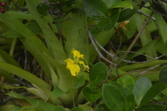 Stigmaphyllon ciliatum