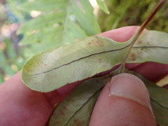 Polypodium scouleri image