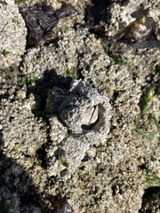 Semibalanus cariosus