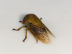 Metcalfiella