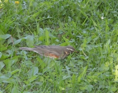 Turdus iliacus