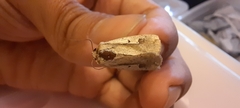 Ochropleura