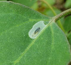 Pegomya
