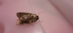 Ochropleura