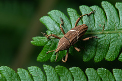 Cryptoderma formosense