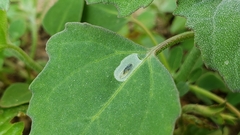 Pegomya
