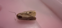 Ochropleura