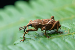 Cryptoderma formosense