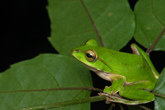 Tributary Flying Frog photo 2