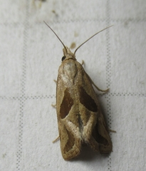 Eugnosta bimaculana
