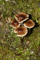 Mycena vinacea