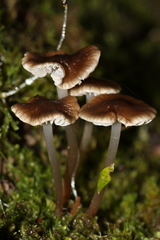 Mycena vinacea