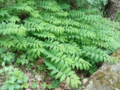 Polygonatum orientale