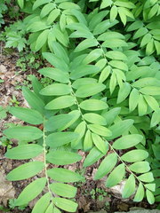 Polygonatum orientale