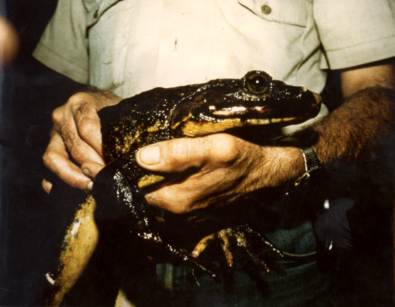 Giant Slippery Frog