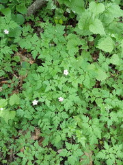 Geranium robertianum