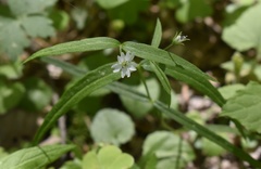 Pseudostellaria sylvatica