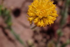 Chaenactis nevii