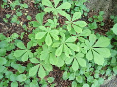 Aesculus hippocastanum