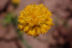 Chaenactis nevii