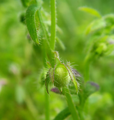 Nemophila breviflora