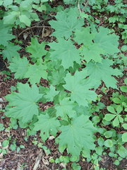 Acer platanoides