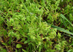 Nemophila breviflora