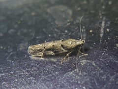 Coleotechnites coniferella