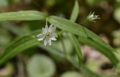 Pseudostellaria sylvatica