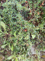 Cotoneaster × suecicus