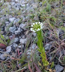 Thlaspi arvense