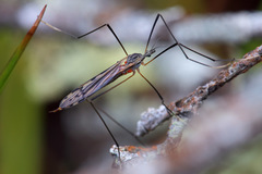 Paralimnophila