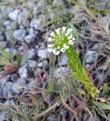 Thlaspi arvense