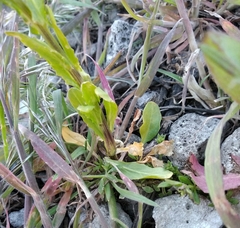 Thlaspi arvense