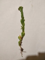 Thlaspi arvense