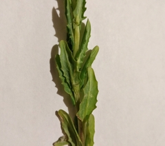 Thlaspi arvense