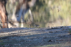 Erythrogonys cinctus
