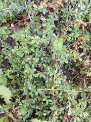 Cotoneaster × suecicus