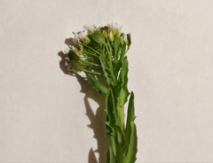 Thlaspi arvense