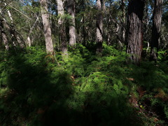 Gleichenia dicarpa