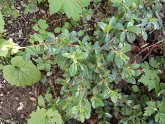 Cotoneaster × suecicus