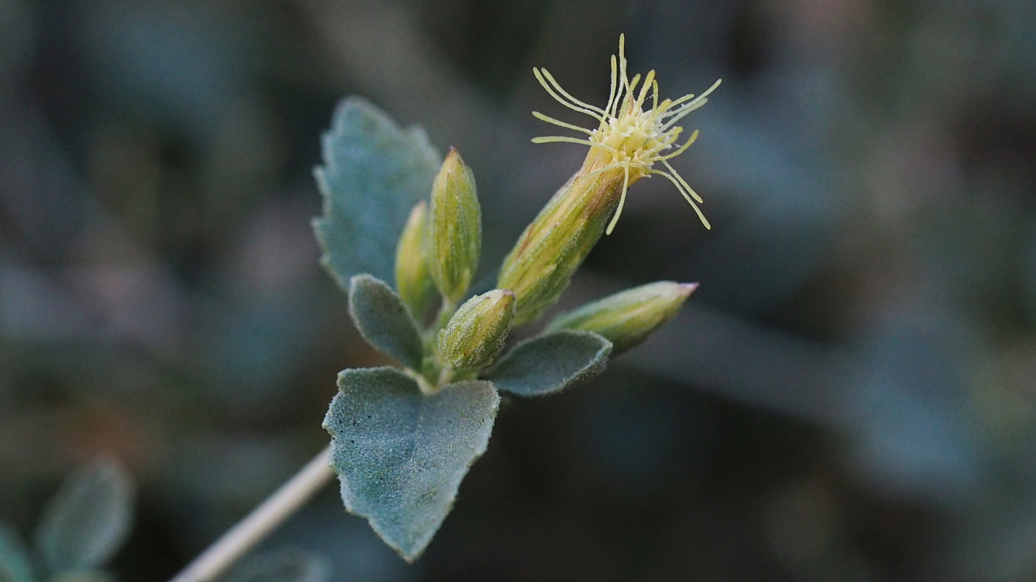 Brickellia desertorum