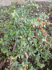 Cotoneaster × suecicus
