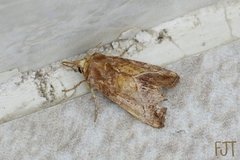 Noctuidae