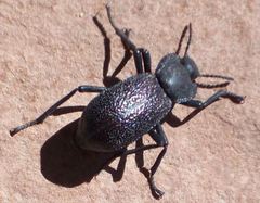 Stenomorpha marginata